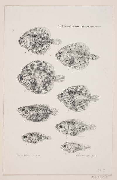 Naturhistorisk tegning