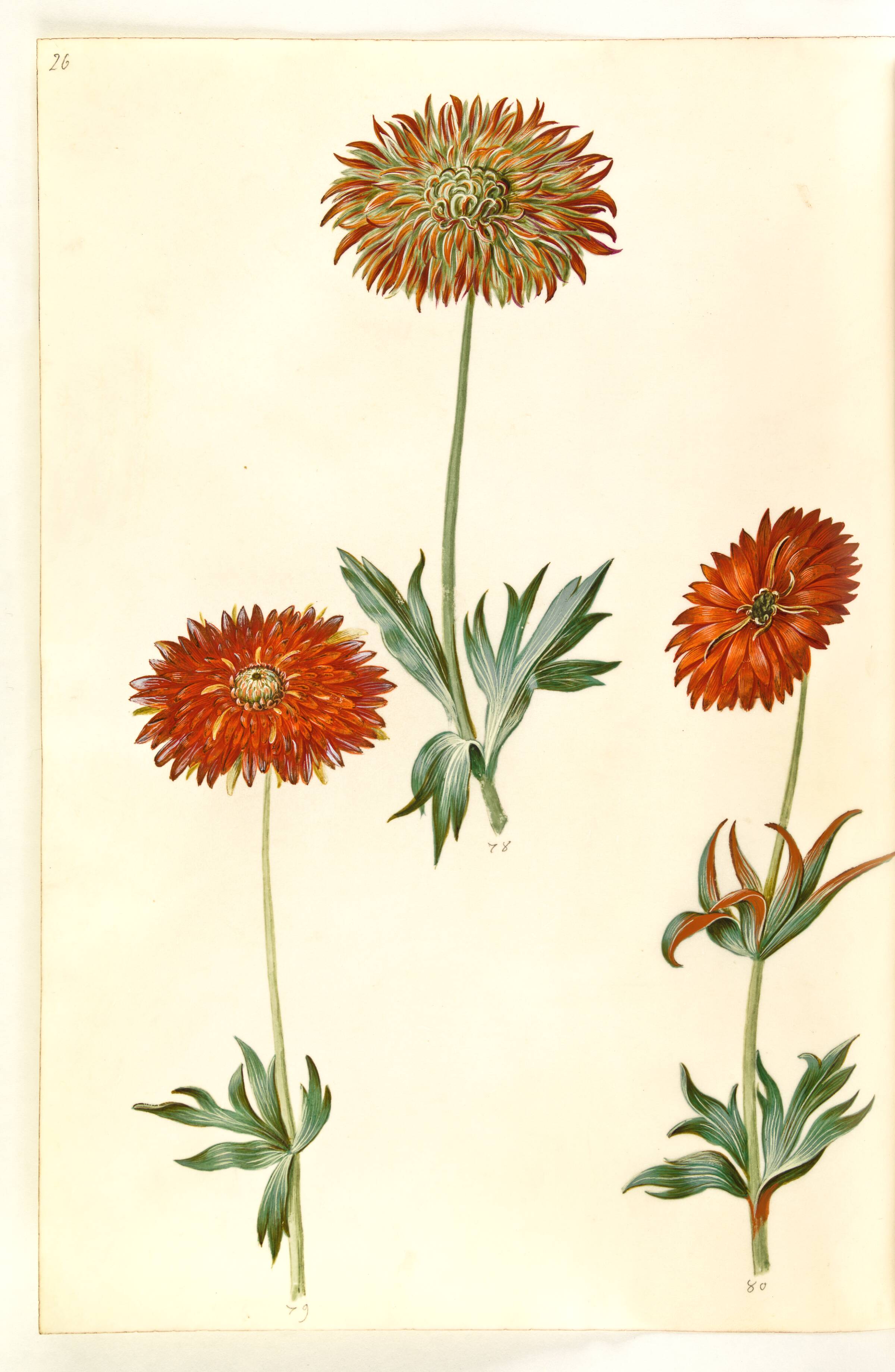 Anemone ×fulgens (skinnende anemone), Hans Simon Holtzbecker, 1635-1664