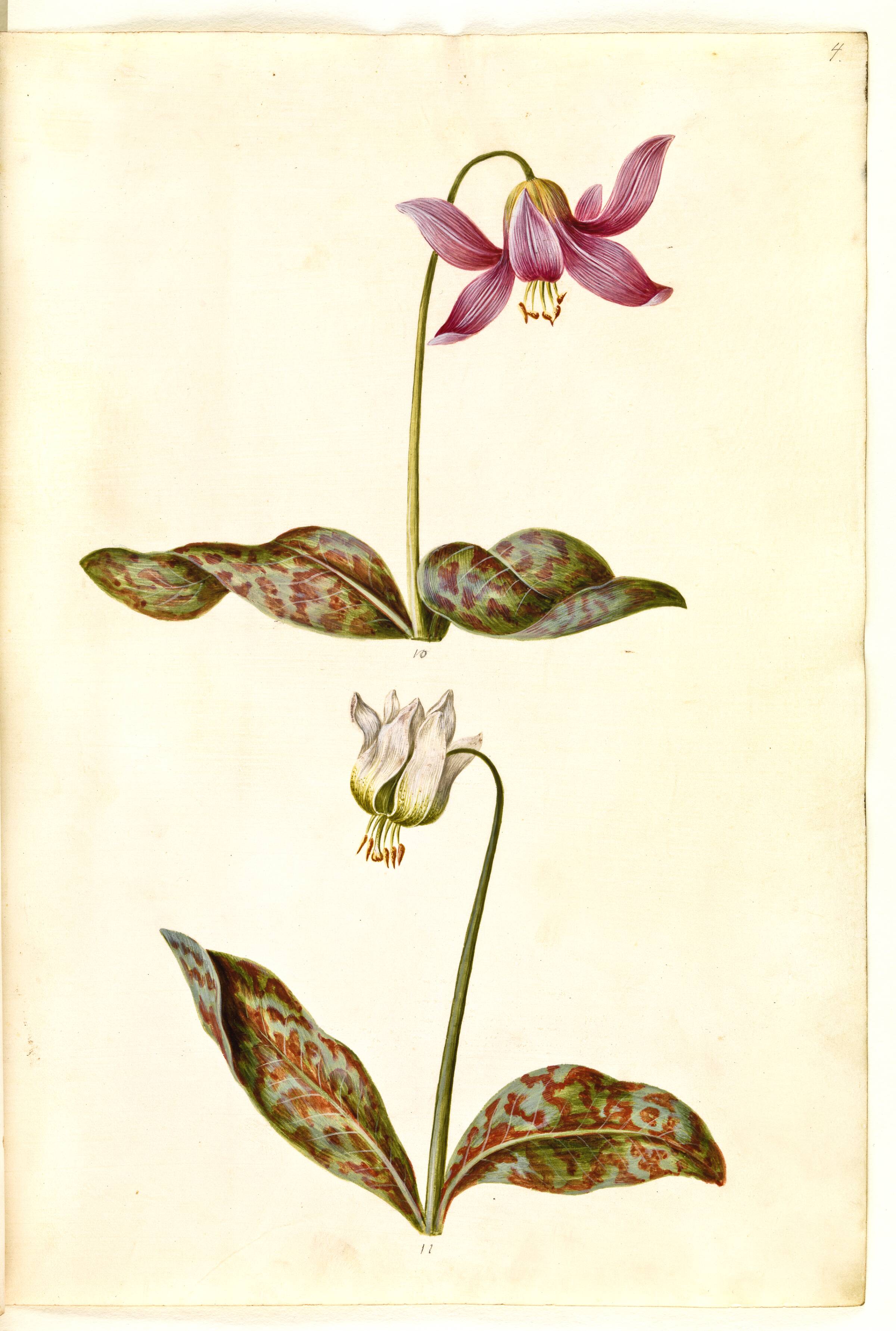 Erythronium dens-canis (ægte hundetand), Hans Simon Holtzbecker, 1635-1664