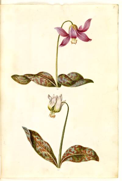 Erythronium dens-canis (ægte hundetand)