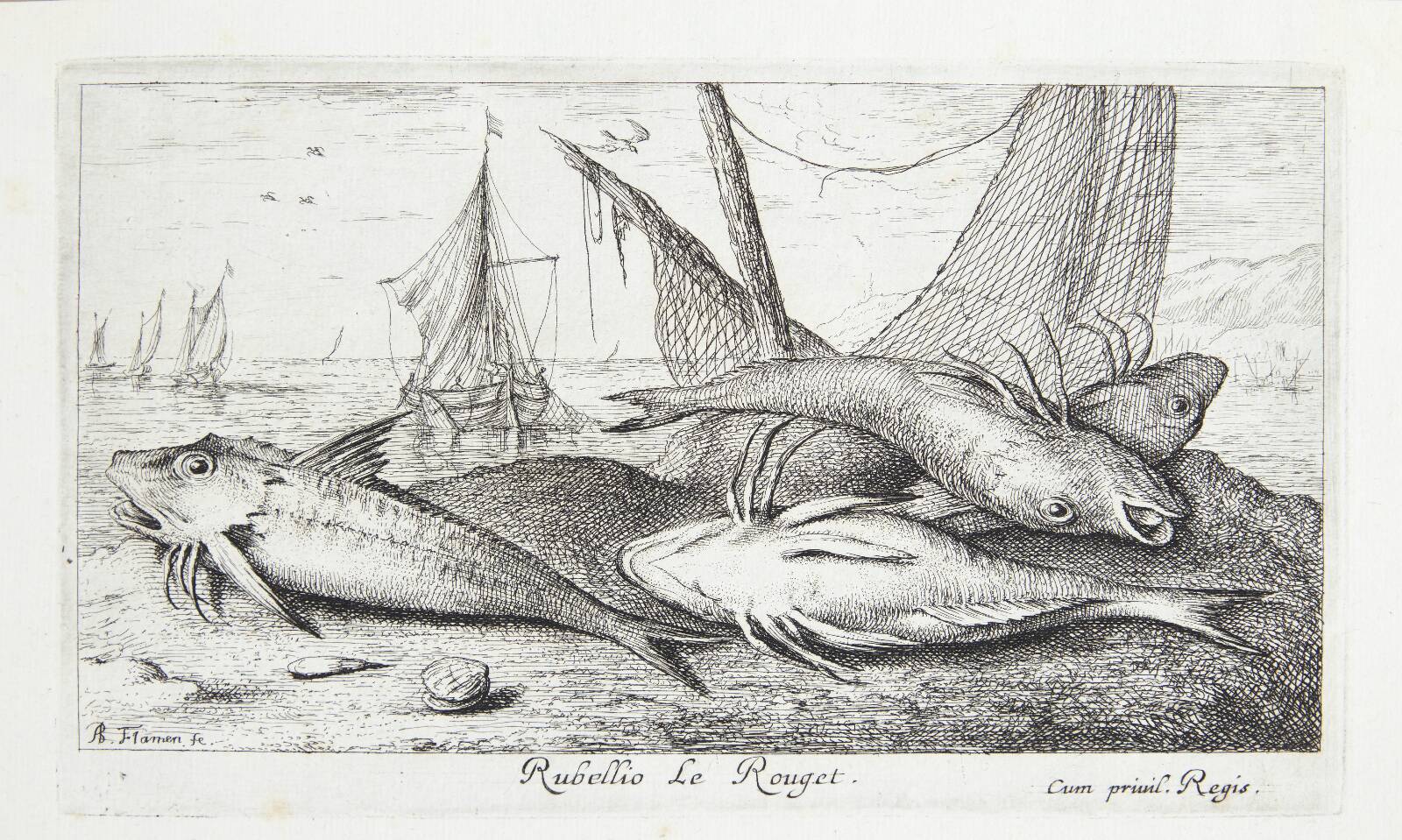 Rød multe (Rubellio), Albert Flamen, 1620-1669