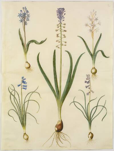 Scilla bifolia (tobladet skilla); Muscari comosum (duskhyacint); Brimeura amethystina (pyrenæisk hyacint)