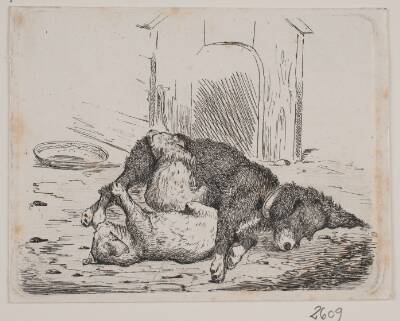 Lænkehund med hvalp