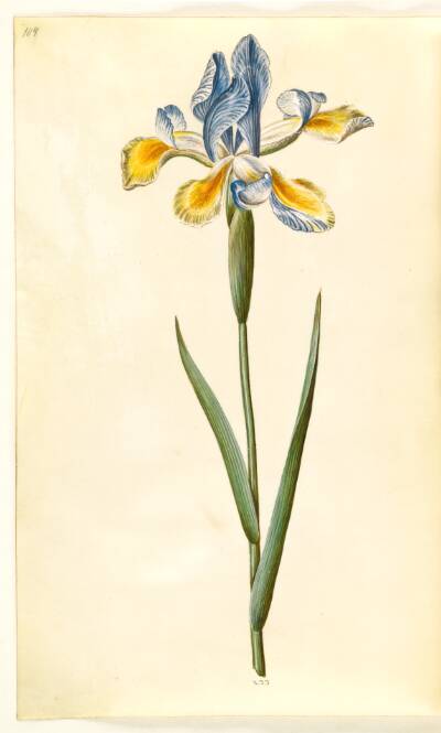 Iris xiphium (spansk iris)