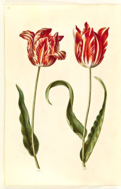 Tulipa gesneriana (have-tulipan)