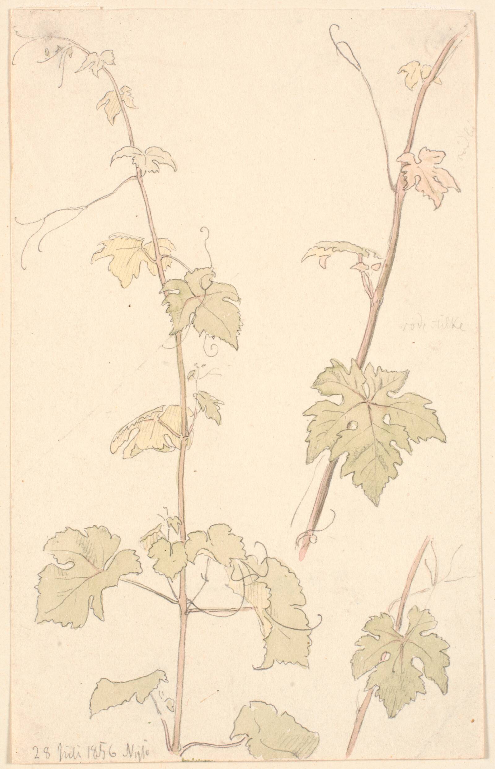 Vinranker. Nysø, P.C. Skovgaard, 1856