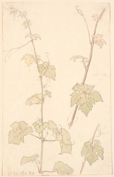 Vinranker. Nysø