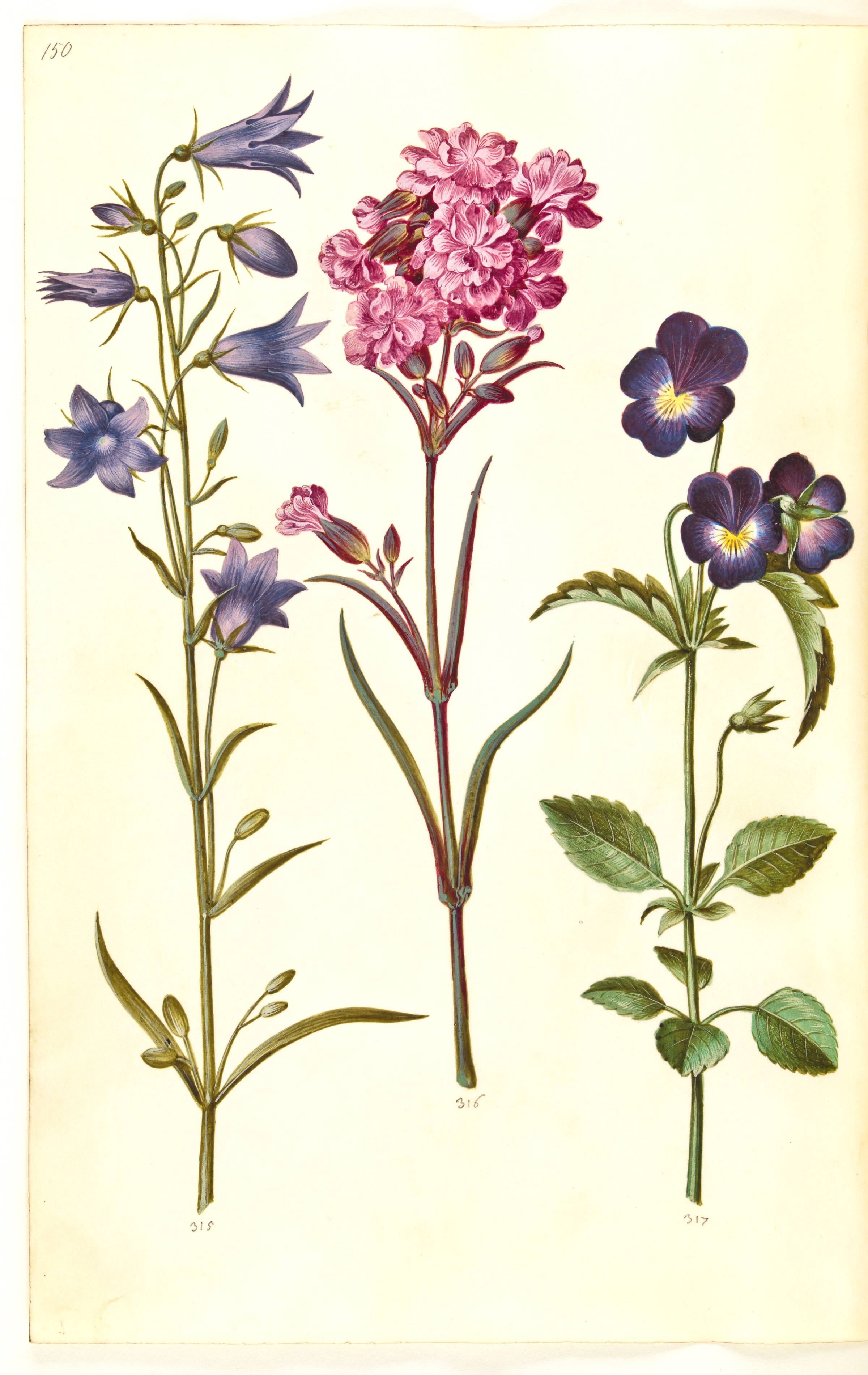 Campanula rotundifolia (liden klokke); Silene viscaria (almindelig tjærenellike); Viola tricolor (almindelig stedmoderblomst), Hans Simon Holtzbecker, 1635-1664