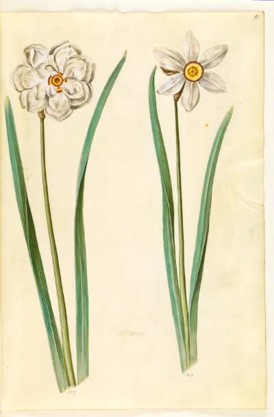 Narcissus poeticus (pinselilje)