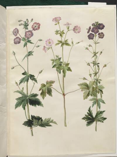 Geranium phaeum (bølgekronet storkenæb); Geranium versicolor (net-storkenæb)