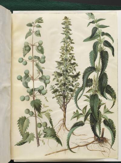 Kksgb2950/65 Urtica pilulifera (romersk nælde); Urtica urens (liden nælde); Urtica dioica (stor nælde)