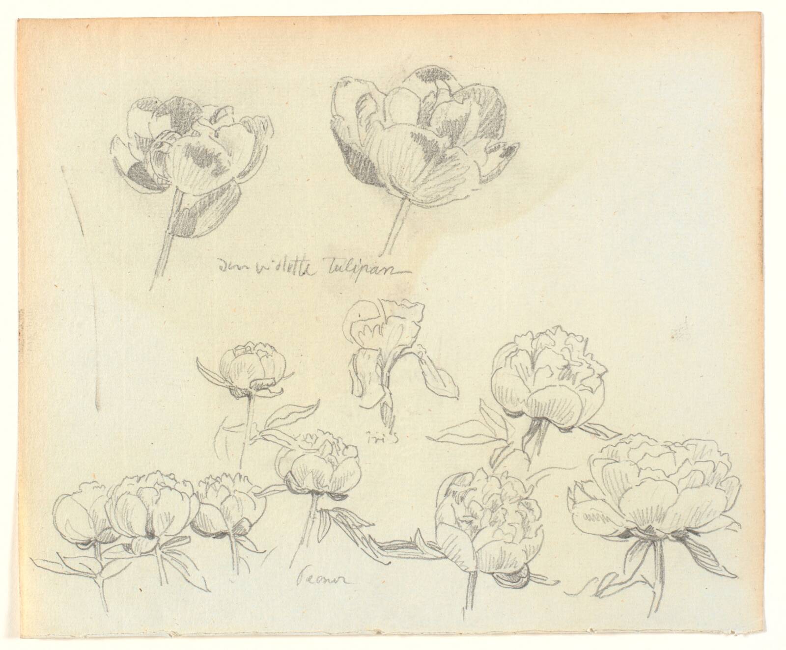 Blomsterstudier, Joakim Skovgaard, 1898