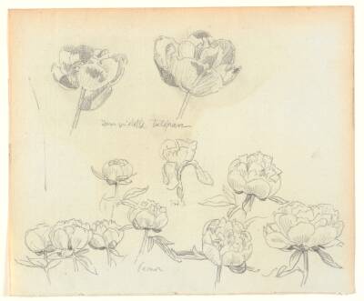 Blomsterstudier