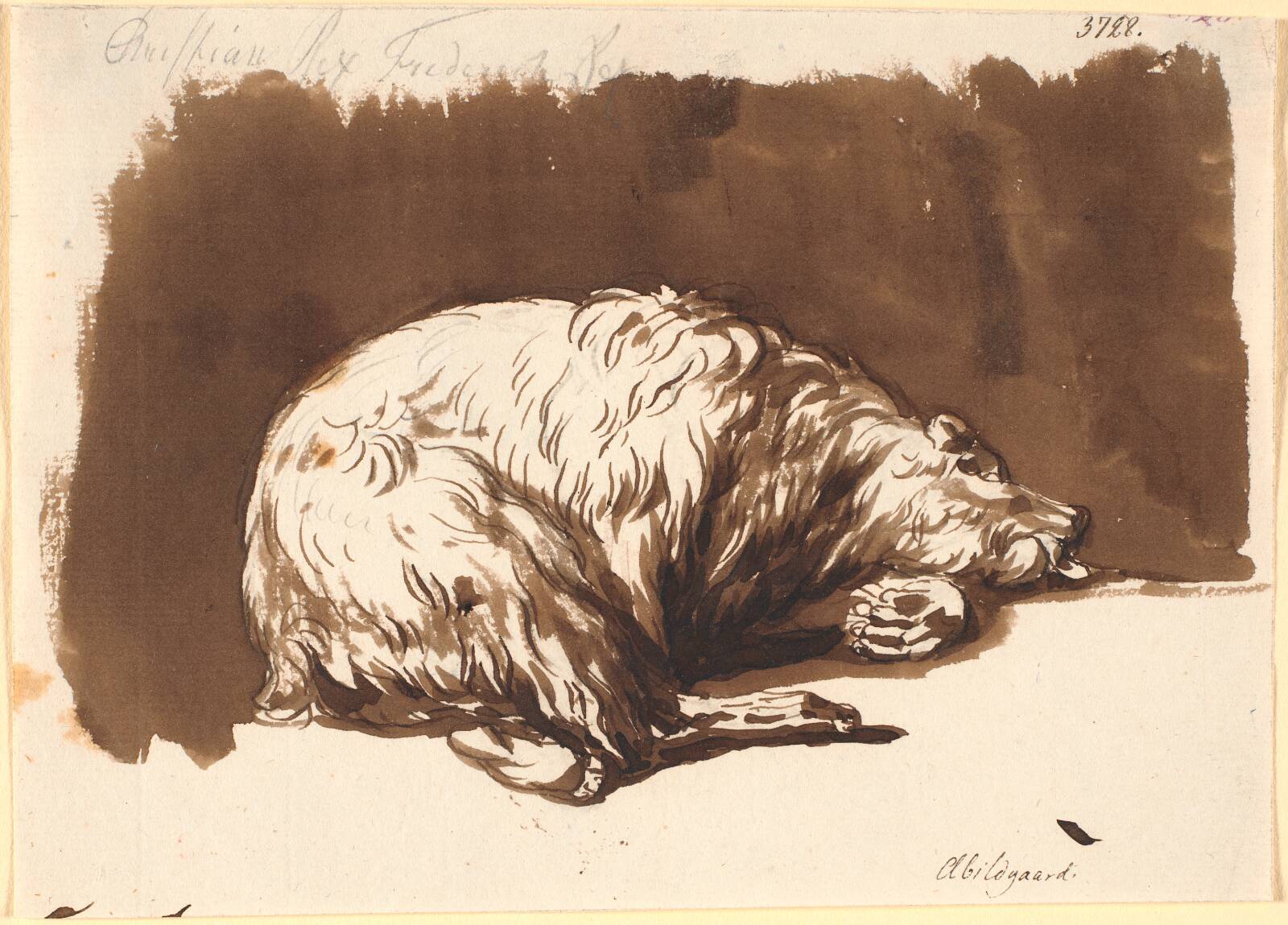 En liggende bjørn, Nicolai Abildgaard, 1743-1809