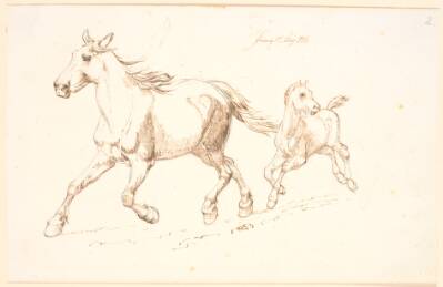 Galloperende hoppe med føl