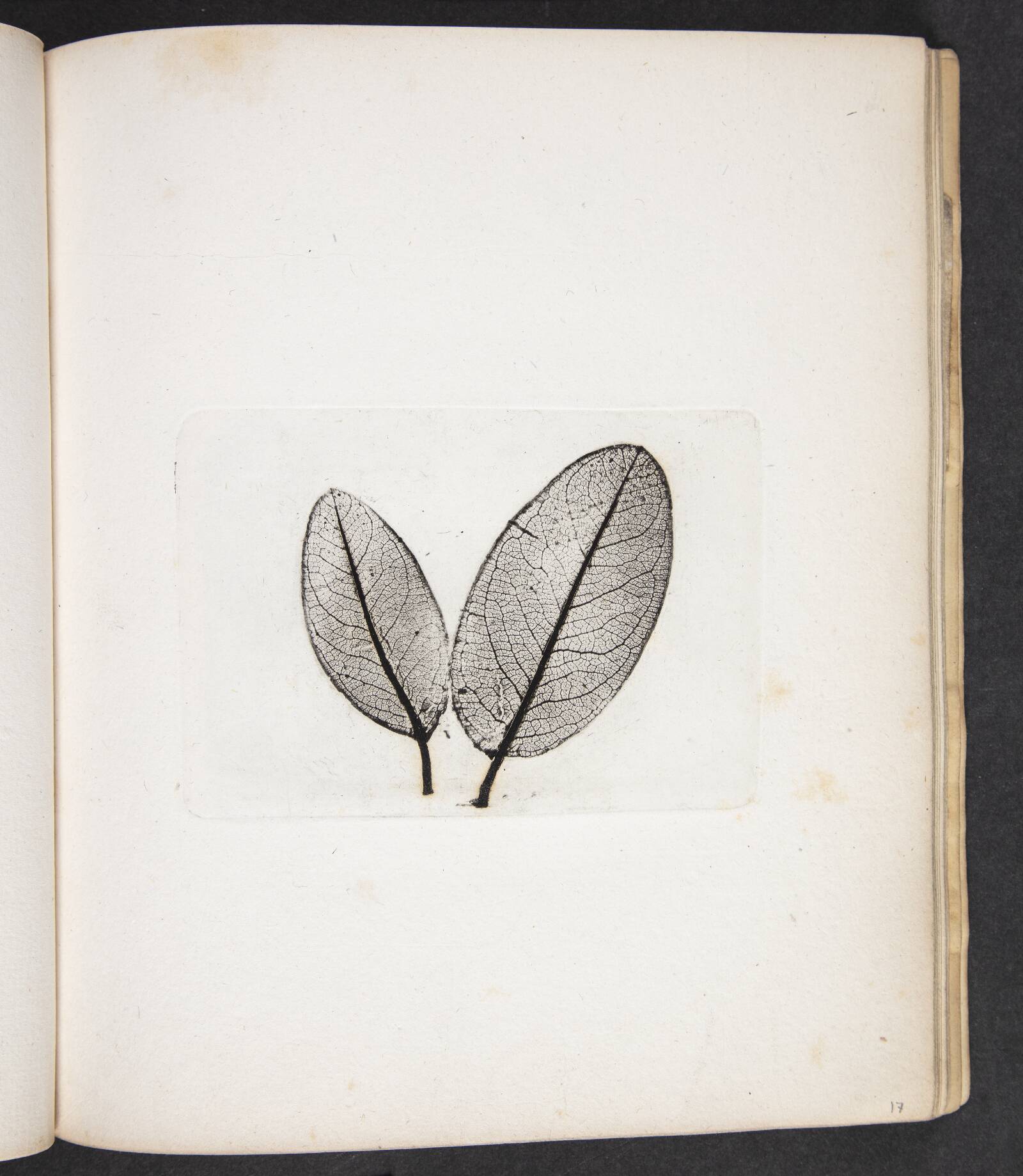 Aftryk af blade, Peter Larsen Kyhl, 1833