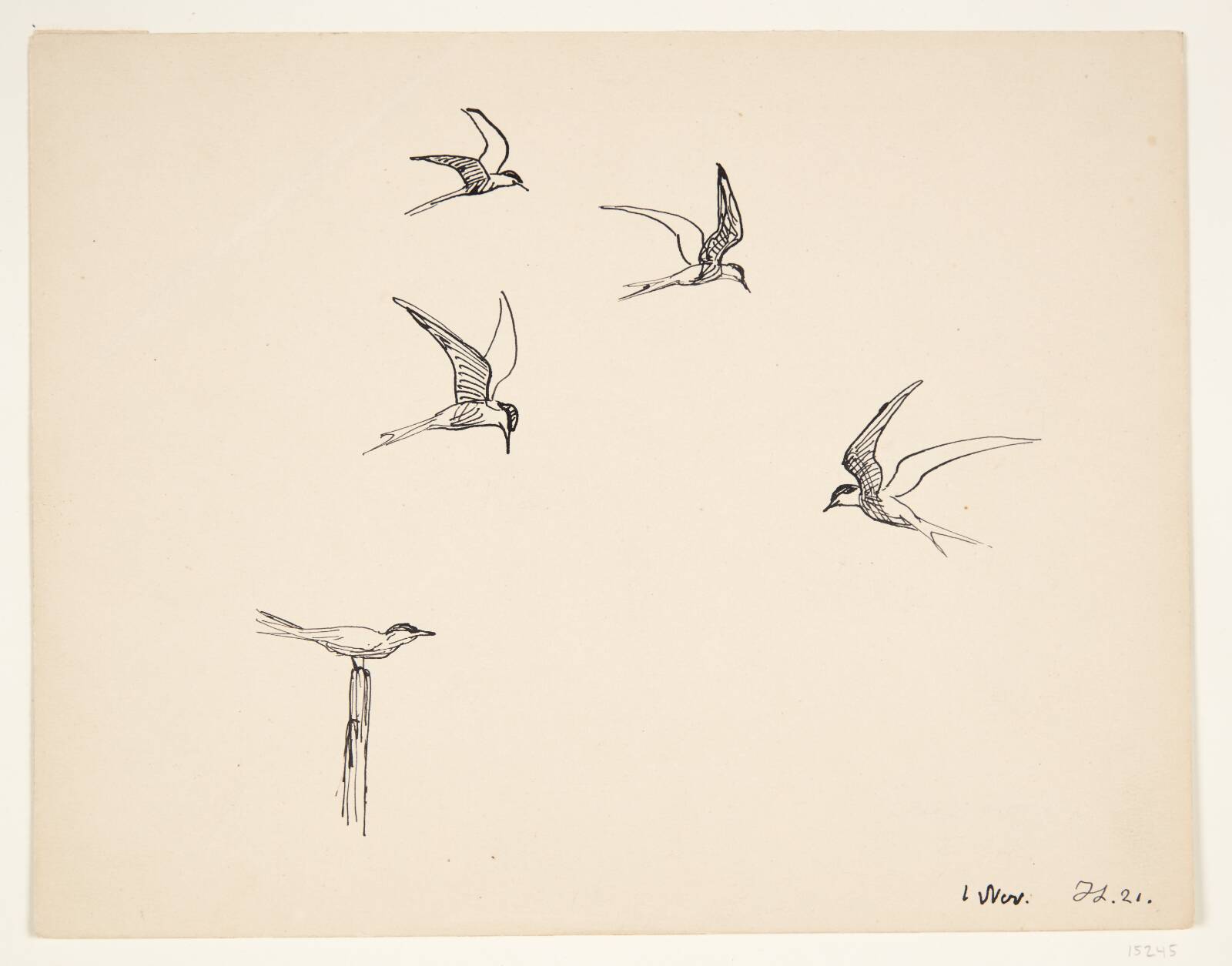 Fuglestudie, Johannes Larsen, 1921