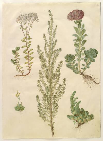 Sedum album (hvid stenurt); Sedum anacampseros (rundbladet stenurt); Sedum (stenurt); Suaeda vera (busk-strandgåsefod); Sedum rupestre (bjerg-stenurt)