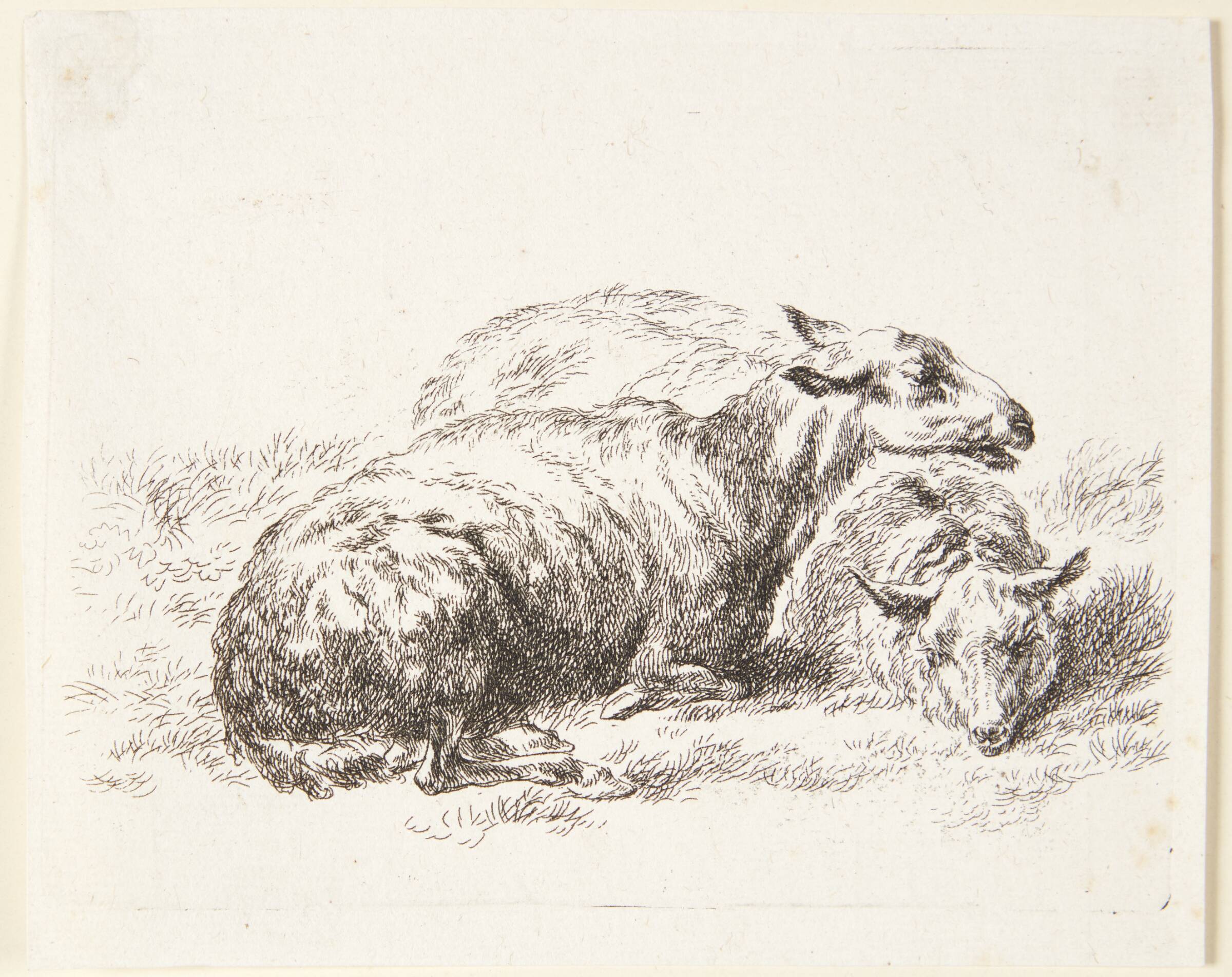 To liggende får, Nicolaes Berchem, 1620-1683