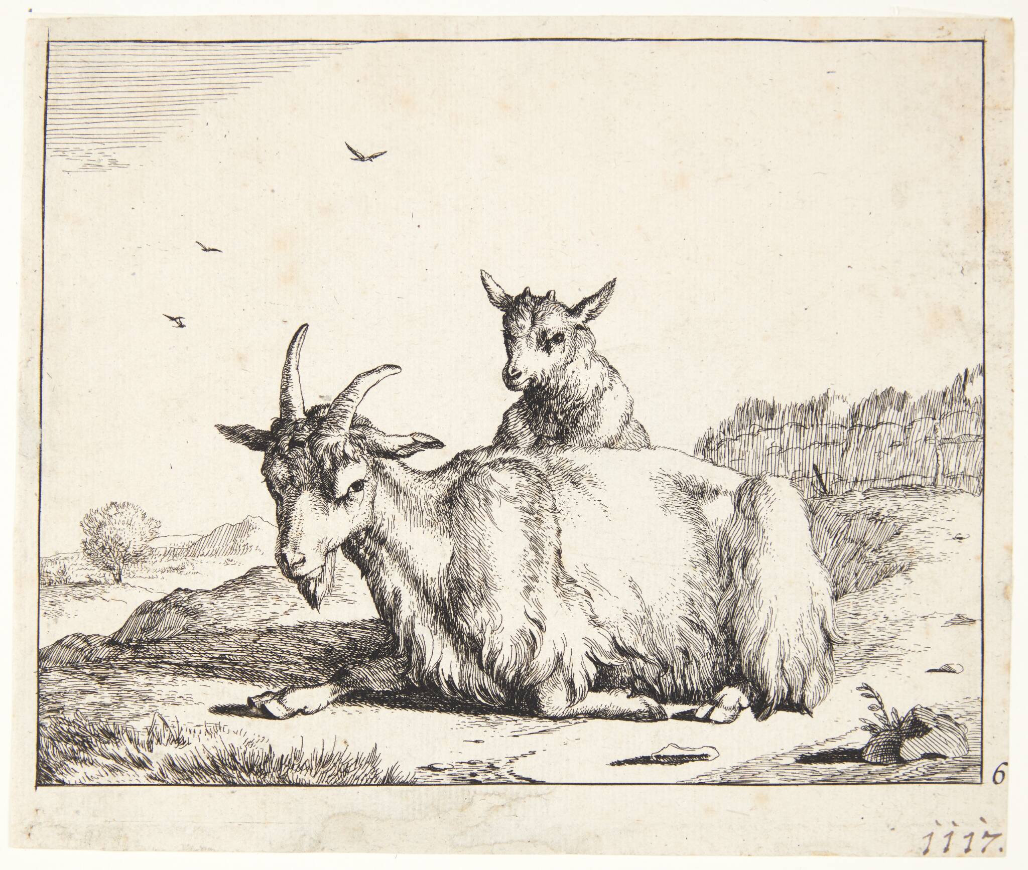 Liggende ged med kid