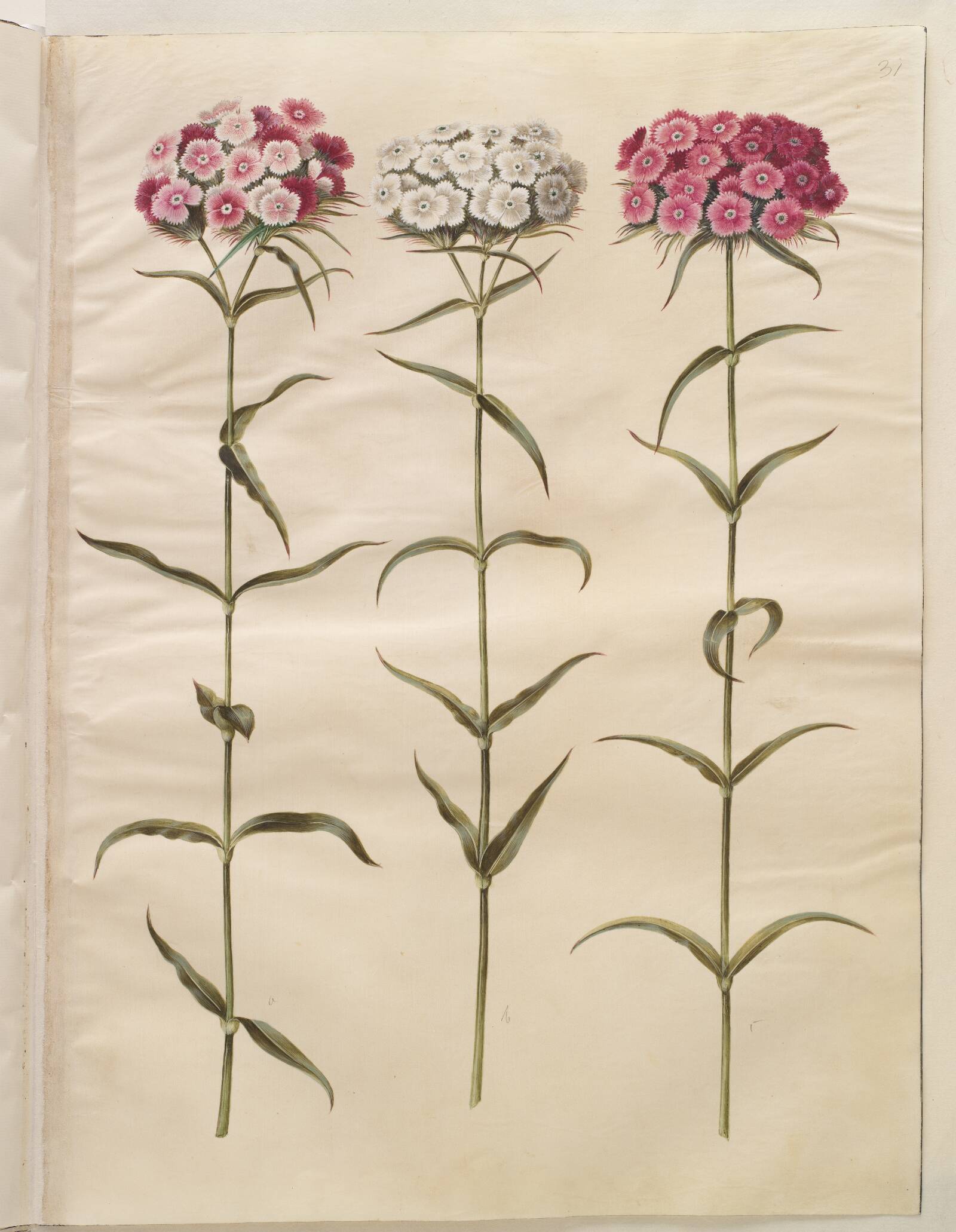 Dianthus barbatus (studenter-nellike), Hans Simon Holtzbecker, 1649-1659