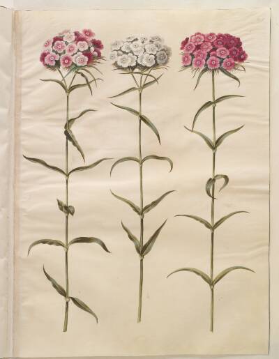 Dianthus barbatus (studenter-nellike)