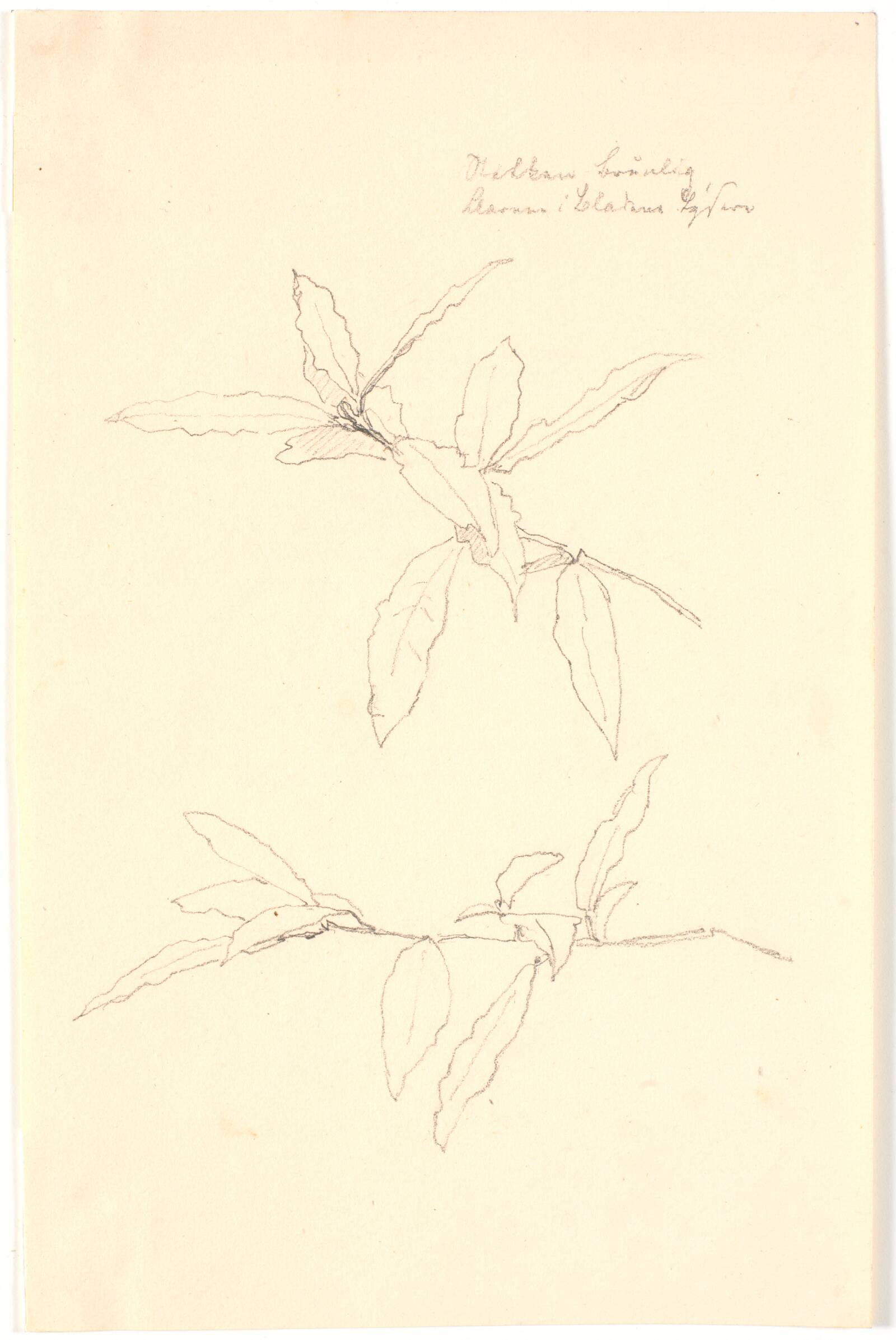 Bladstudier påført farveangivelser, Christen Købke, 1838-1839