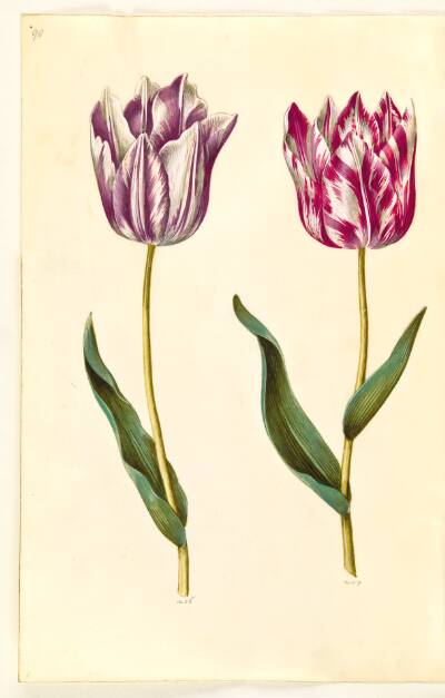 Tulipa gesneriana (have-tulipan)