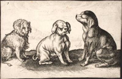 Tre små hunde