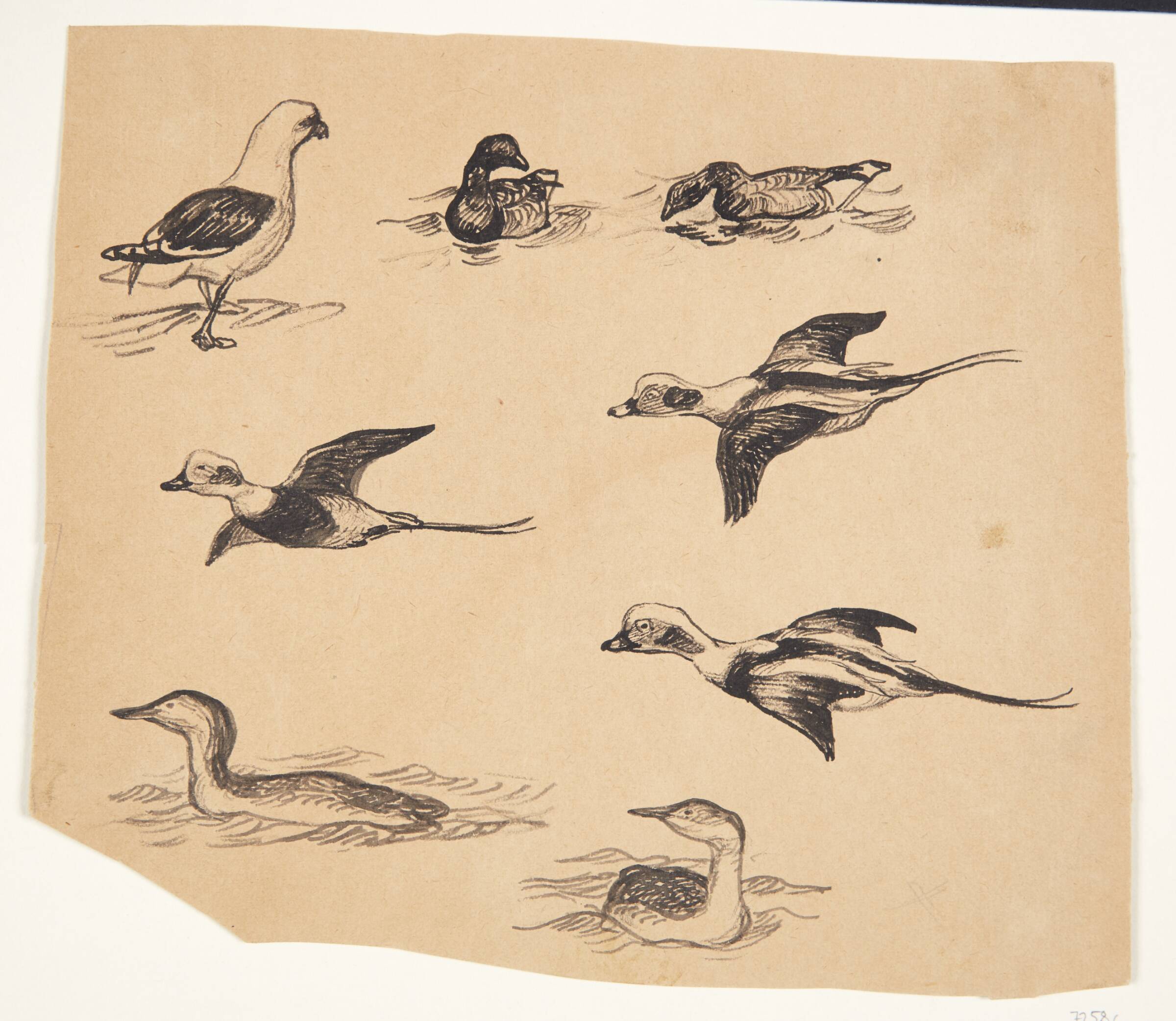 Studie af fugle, Johannes Larsen, 1898