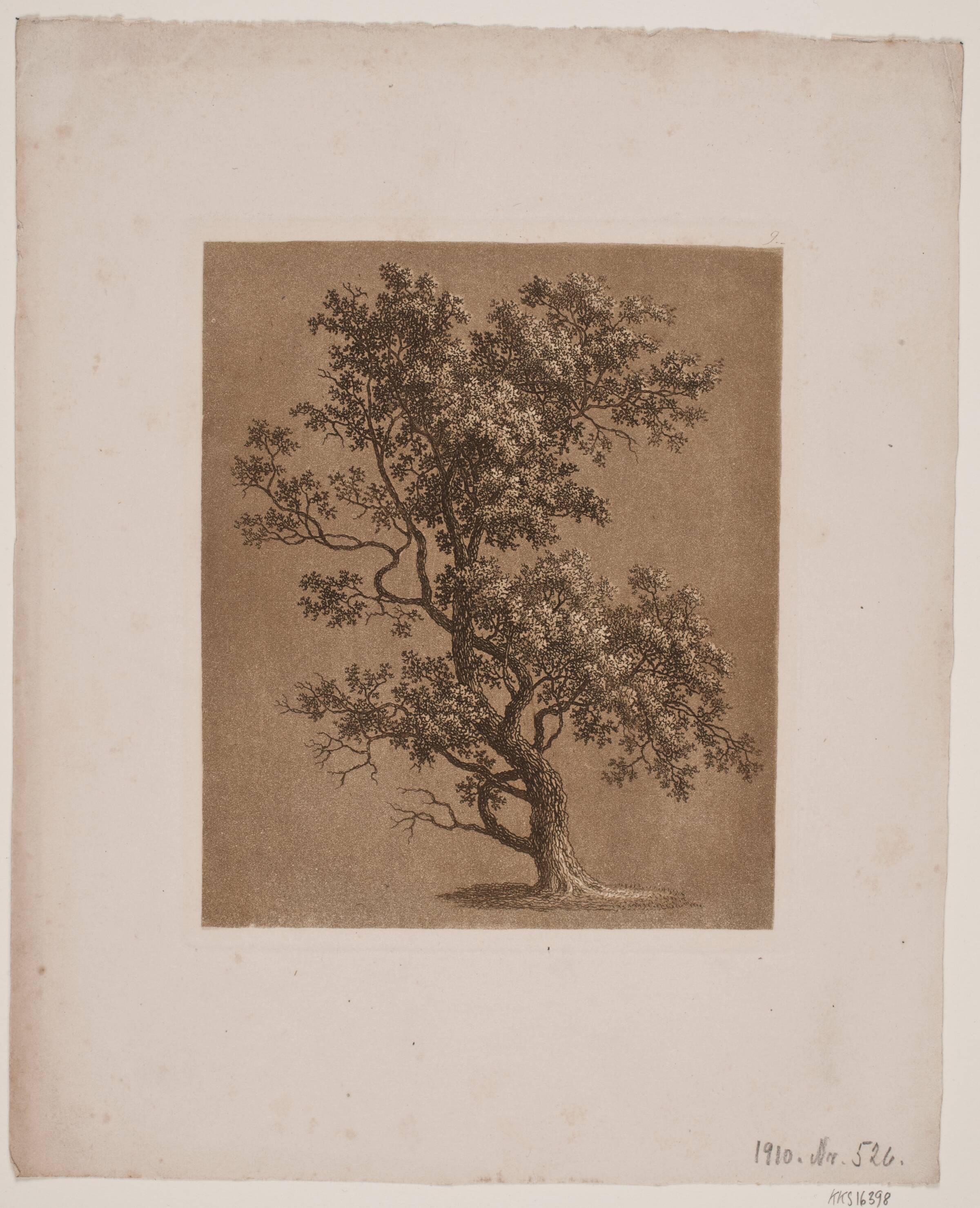 Egetræ, Søren Henrik Petersen, 1788-1860