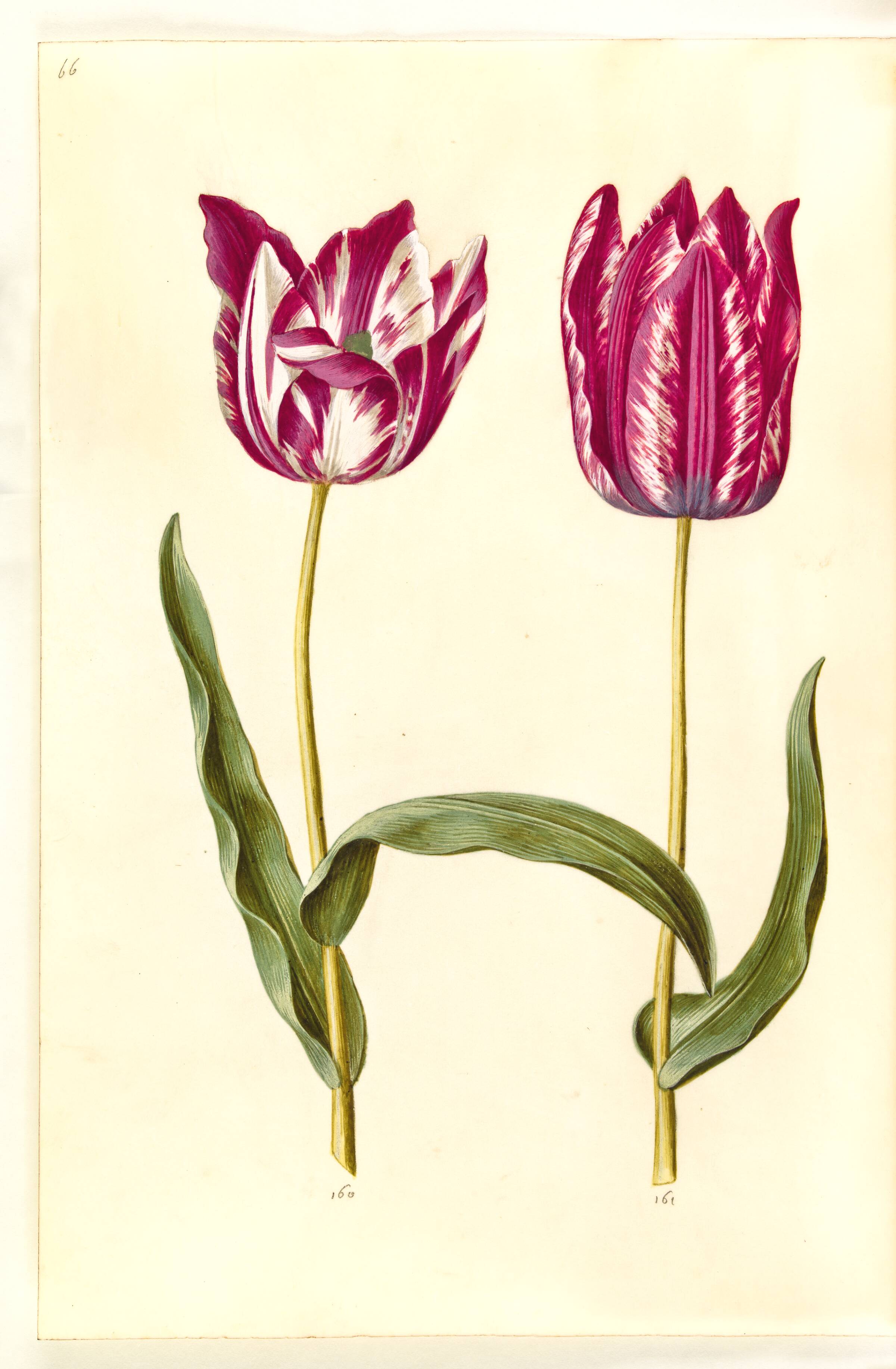 Tulipa gesneriana (have-tulipan), Hans Simon Holtzbecker, 1635-1664