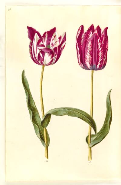 Tulipa gesneriana (have-tulipan)