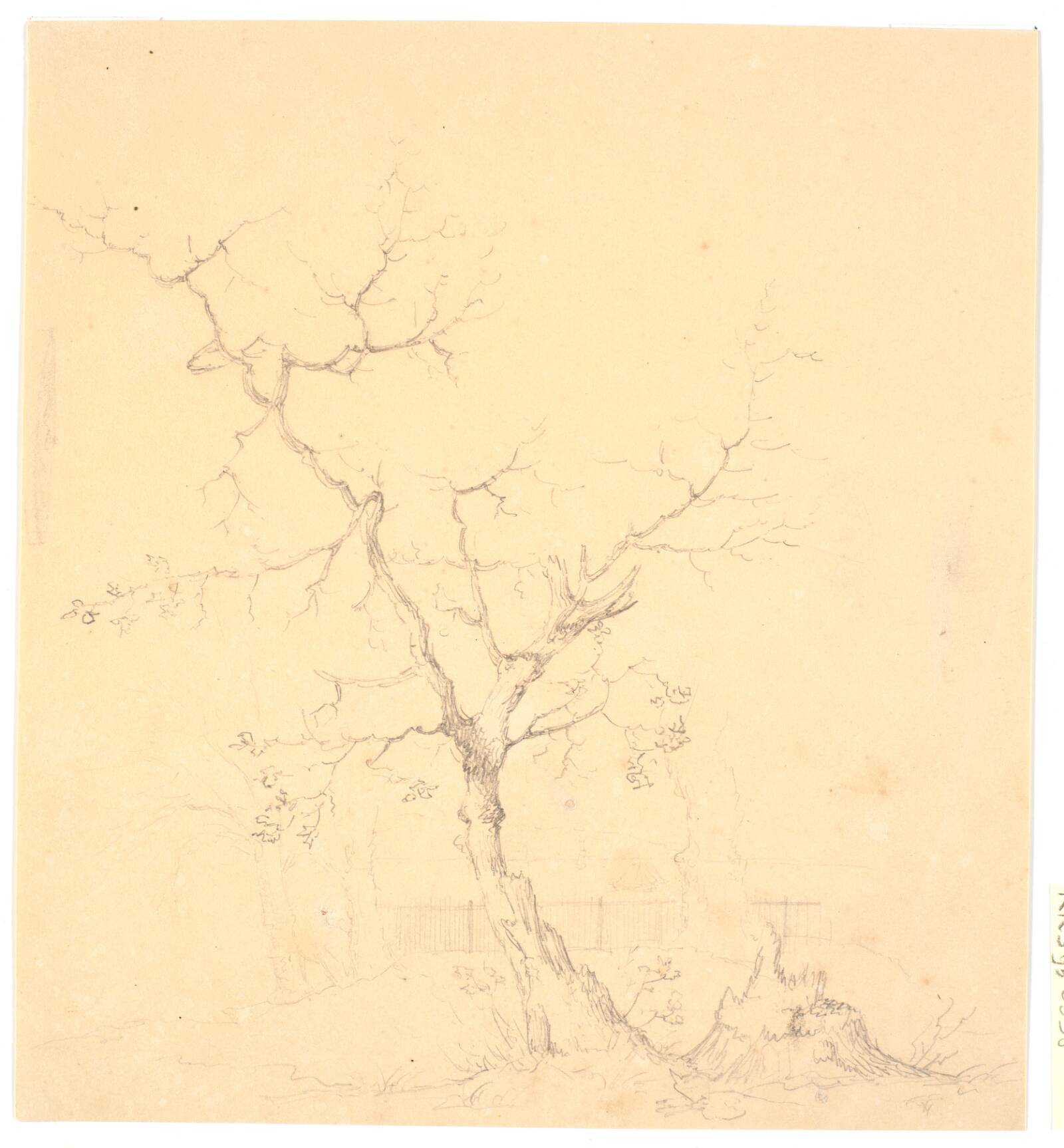 Træstudie, Wilhelm Bendz, 1820-1832