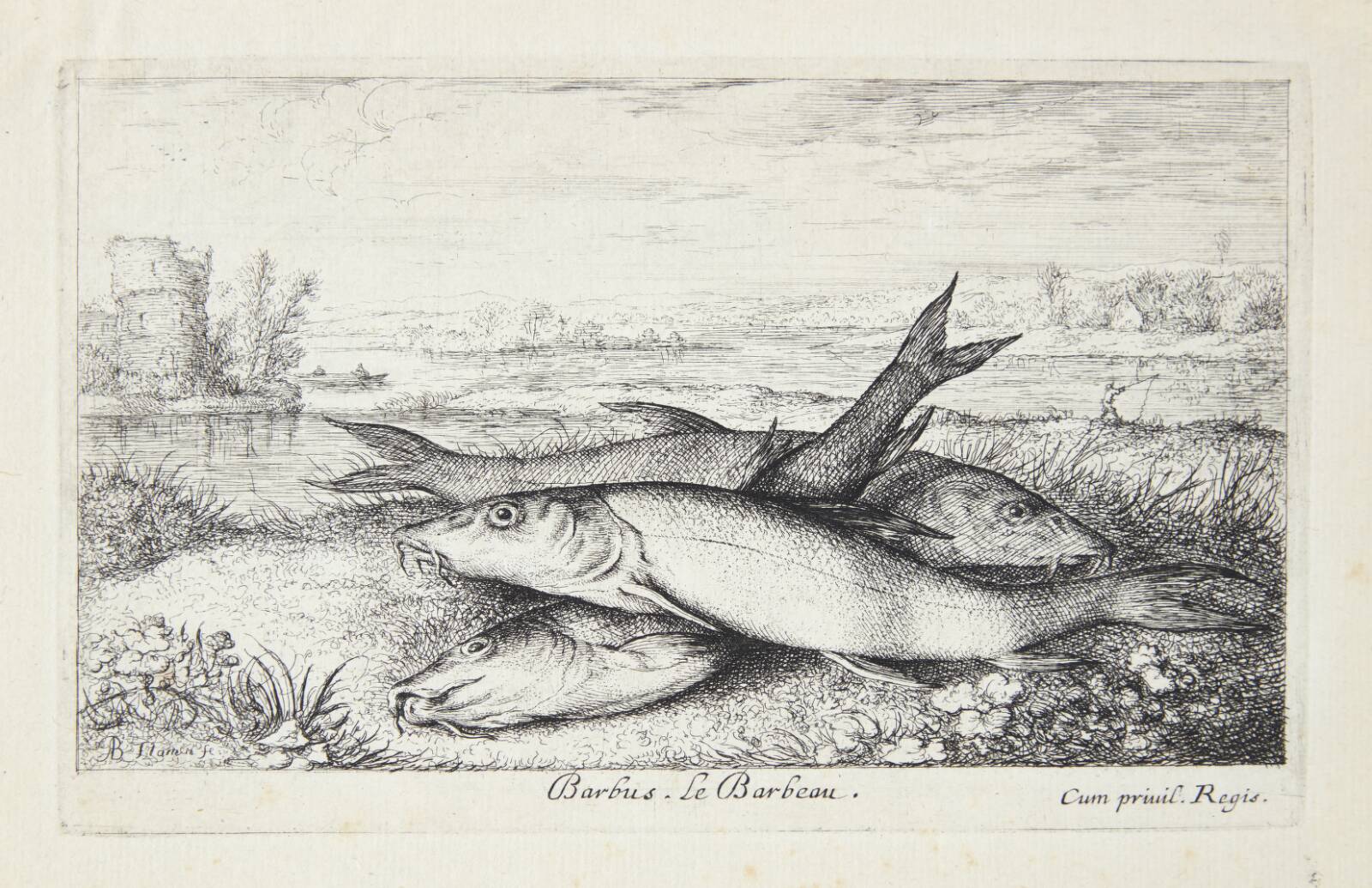 Barbe (Barbus), Albert Flamen, 1620-1669
