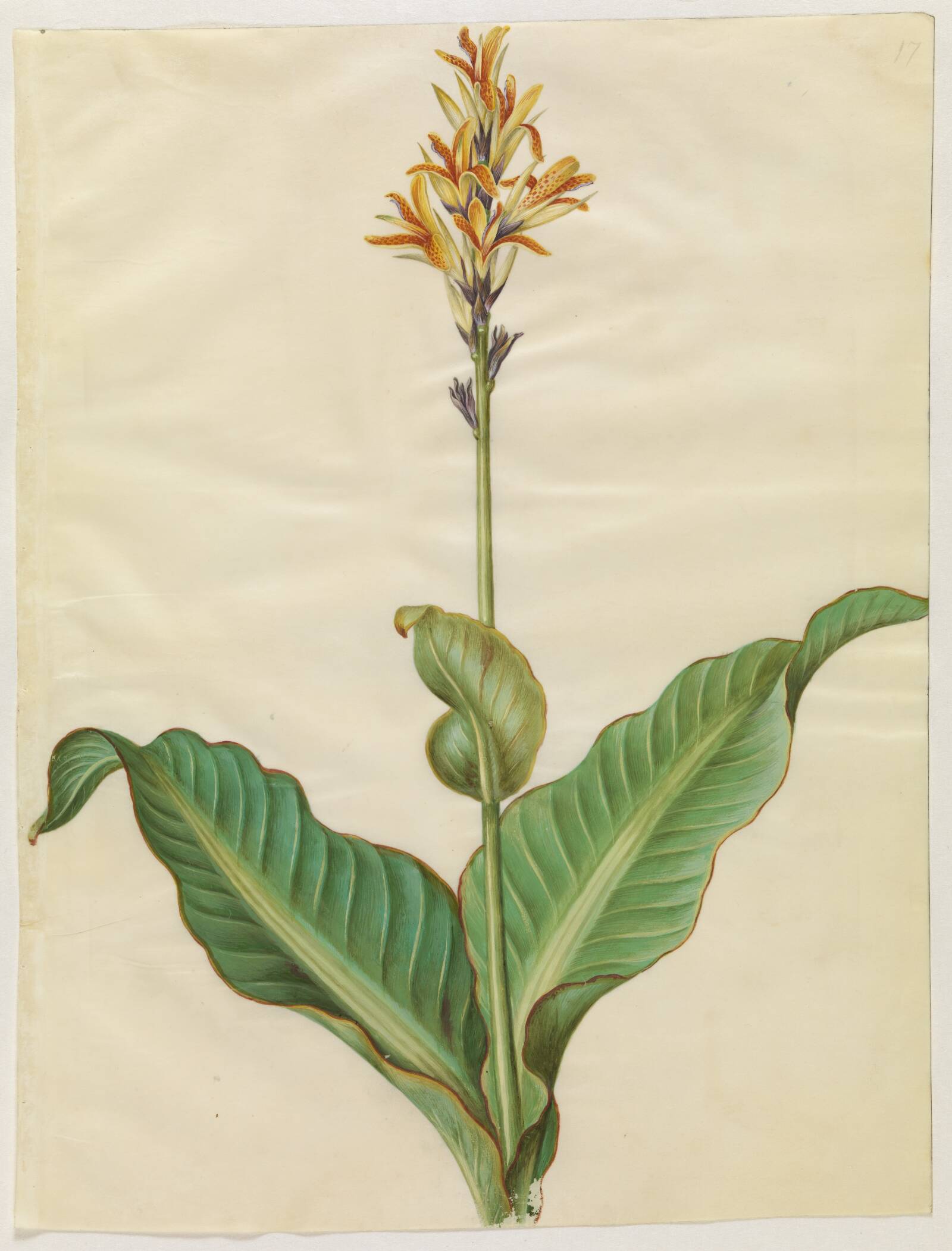 Canna indica (spiselig kanna), Hans Simon Holtzbecker, 1649-1659