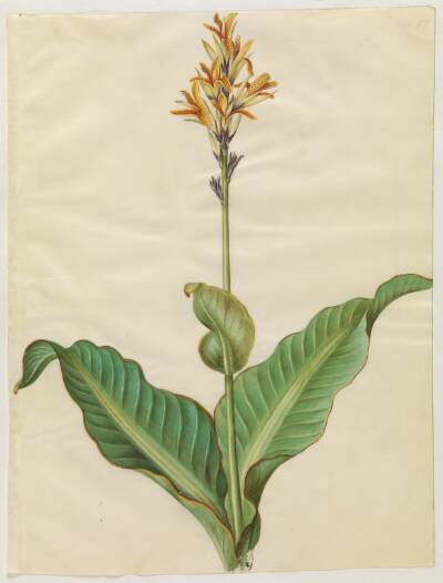 Canna indica (spiselig kanna)