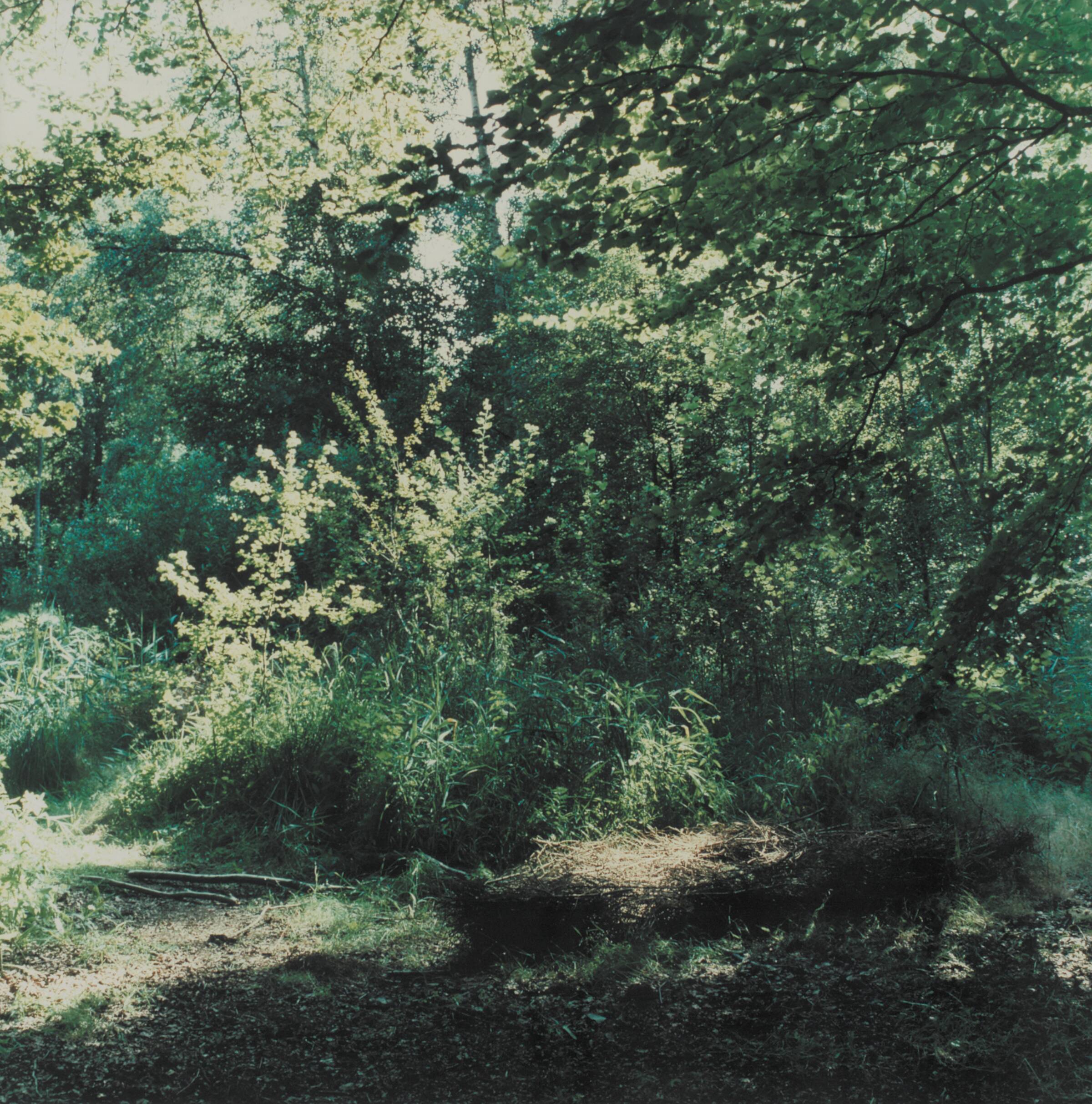 The Lake (The forest) 6, Peter Land, 1999