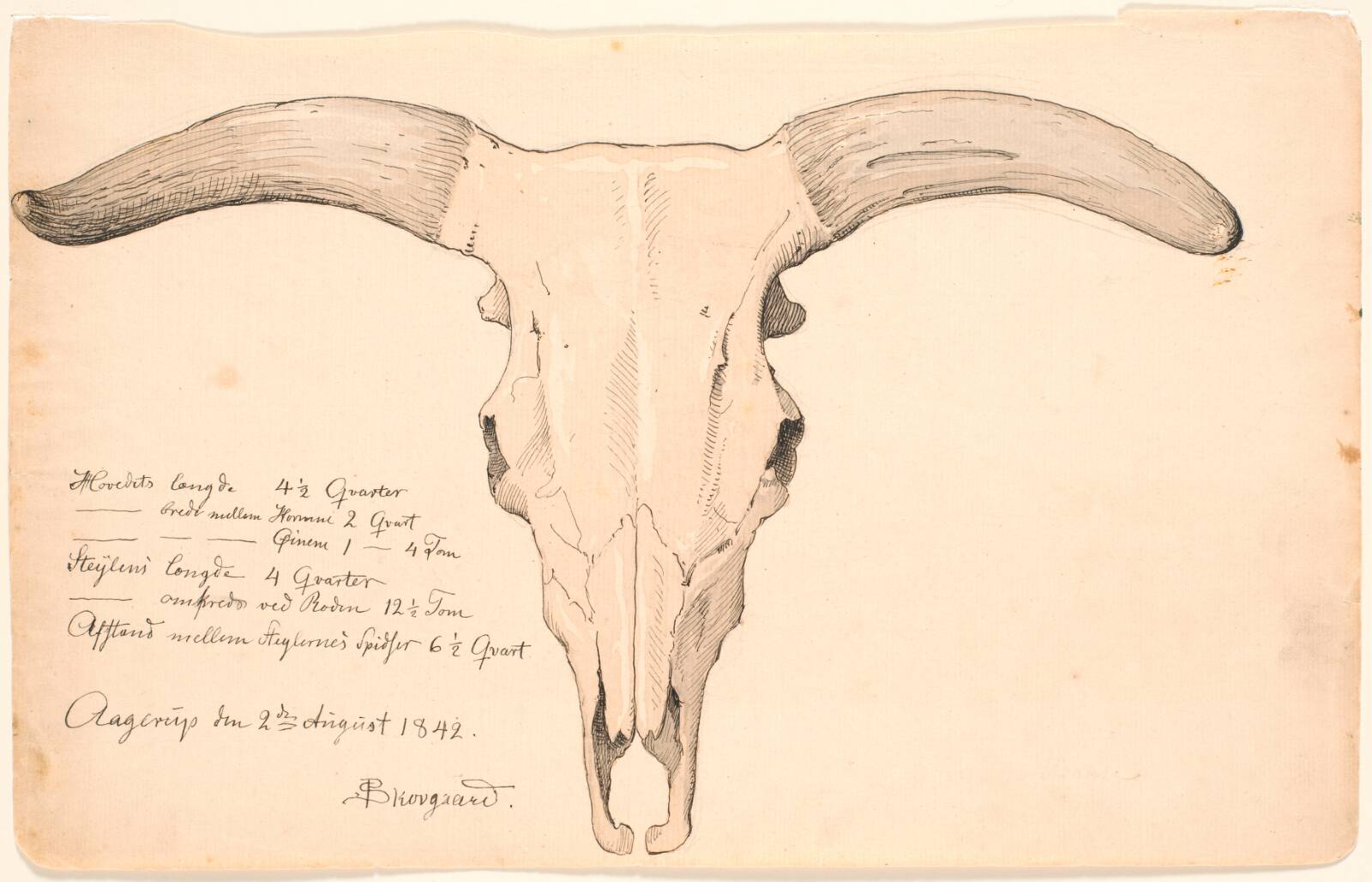 Kranium af en ko., P.C. Skovgaard, 1842