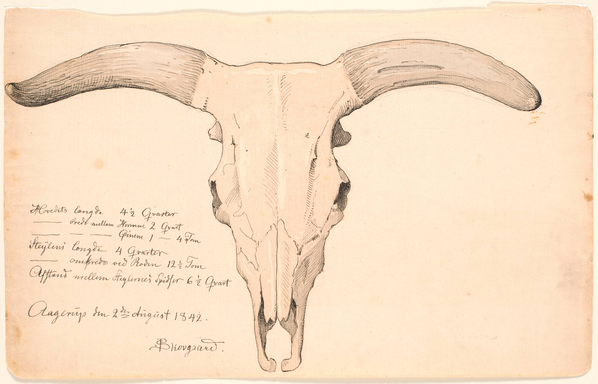 Kranium af en ko., P.C. Skovgaard, 1842