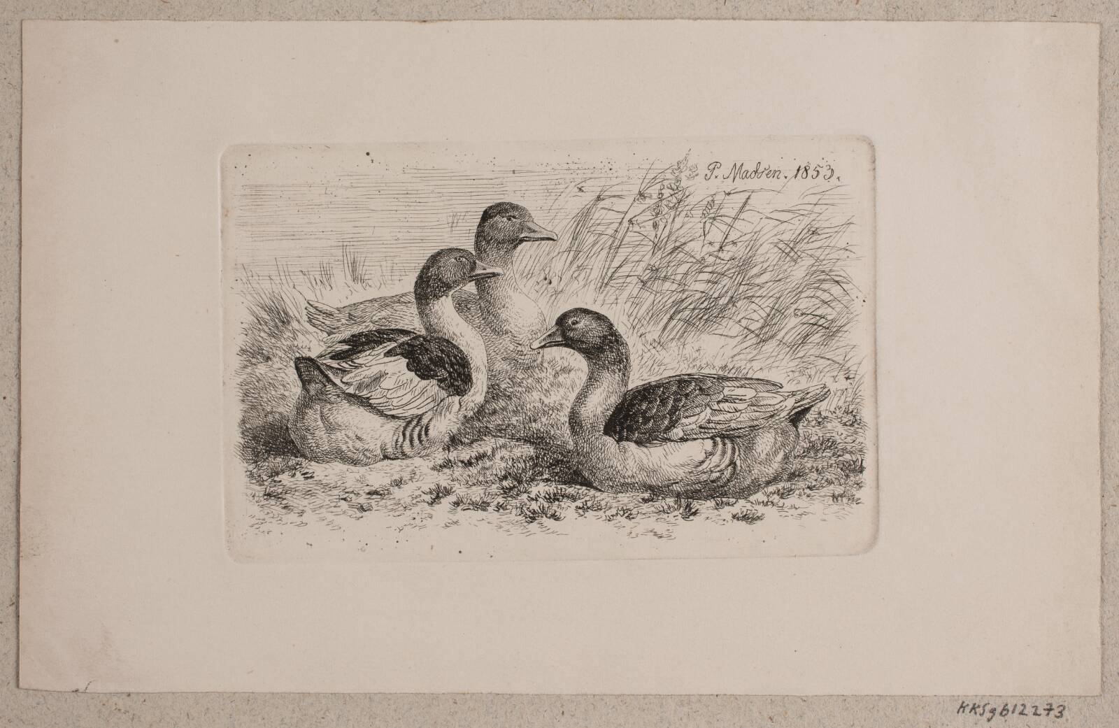 Tre gæs, Madsen, A.P., 1853