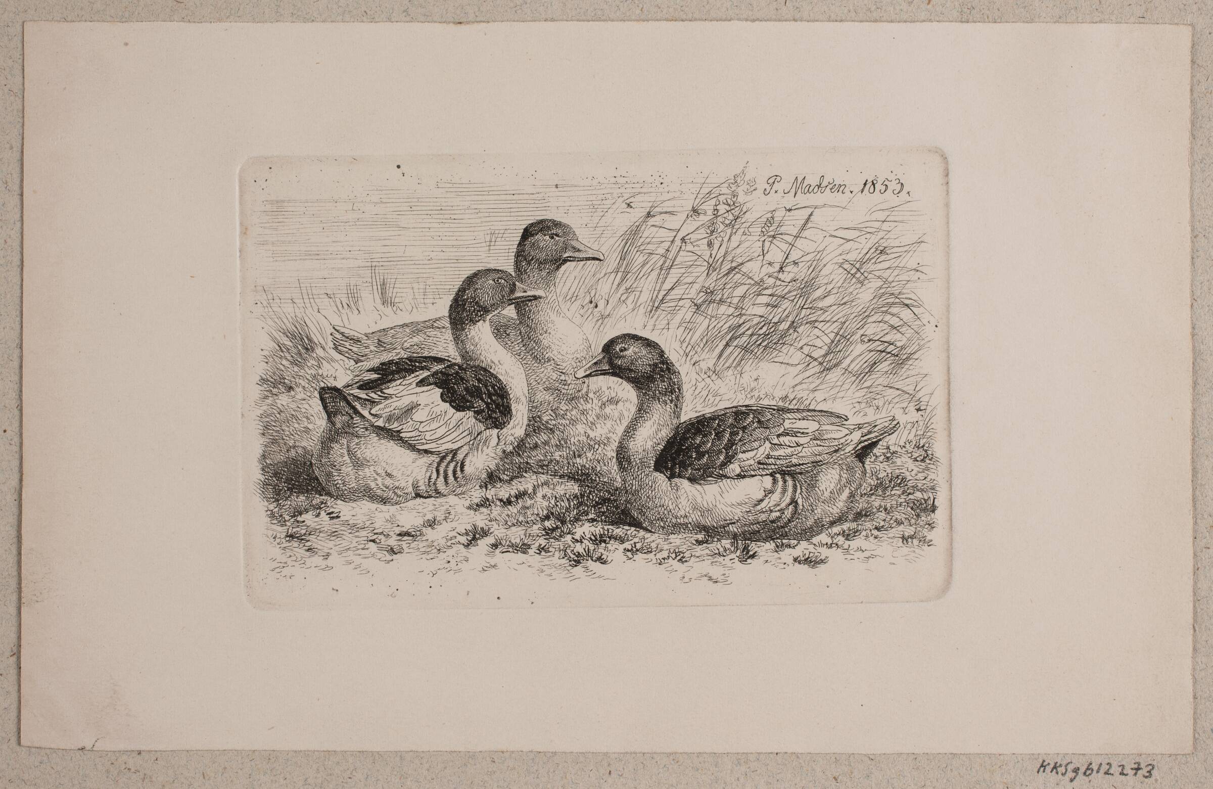 Tre gæs, Madsen, A.P., 1853