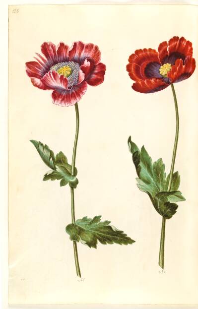Papaver somniferum (opium-valmue)
