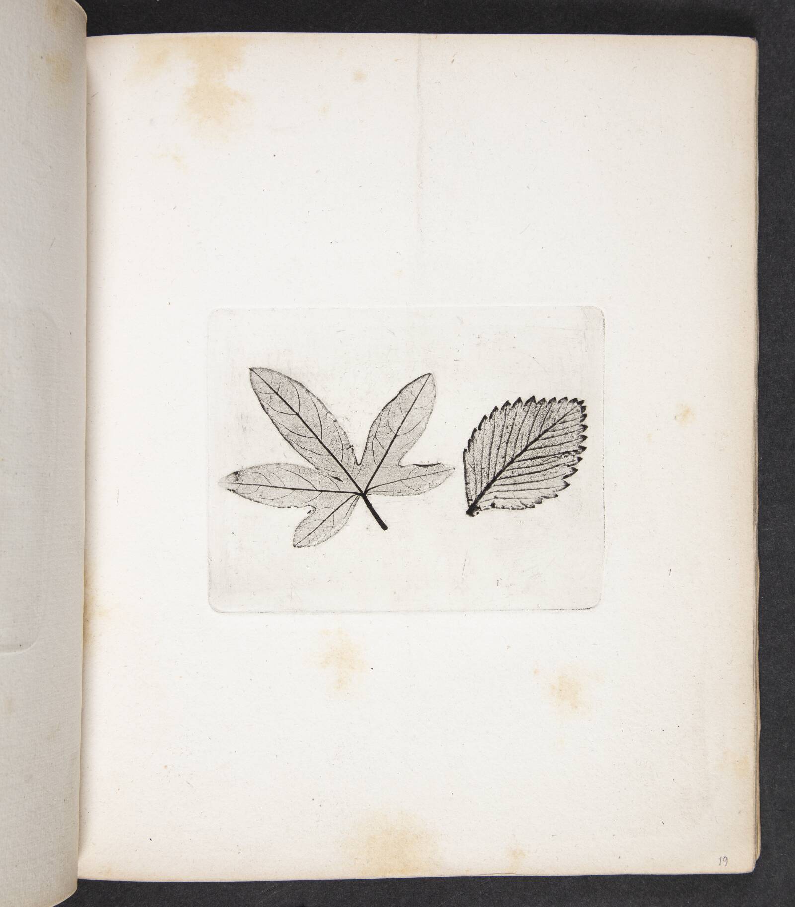 Aftryk af blade, Peter Larsen Kyhl, 1833