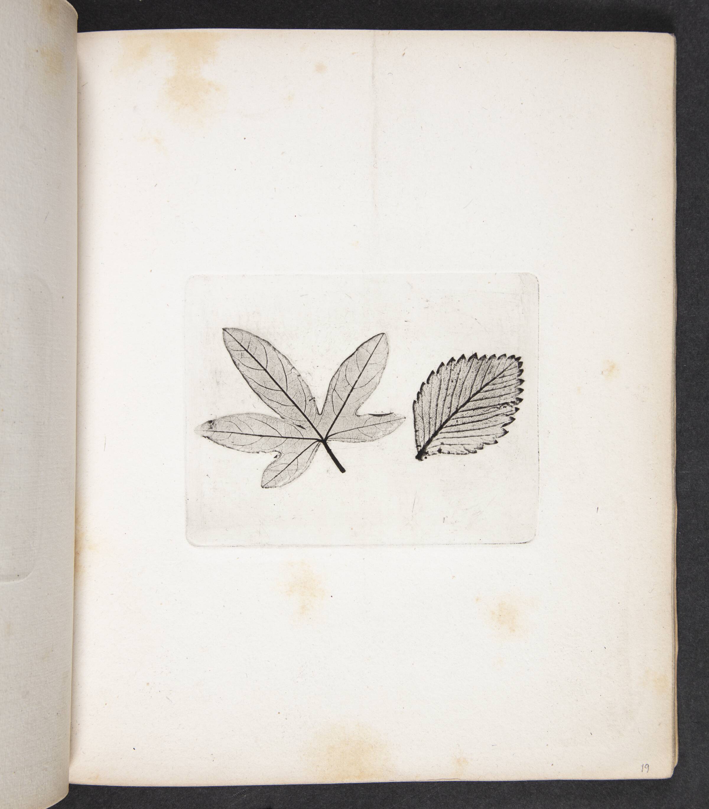 Aftryk af blade, Peter Larsen Kyhl, 1833