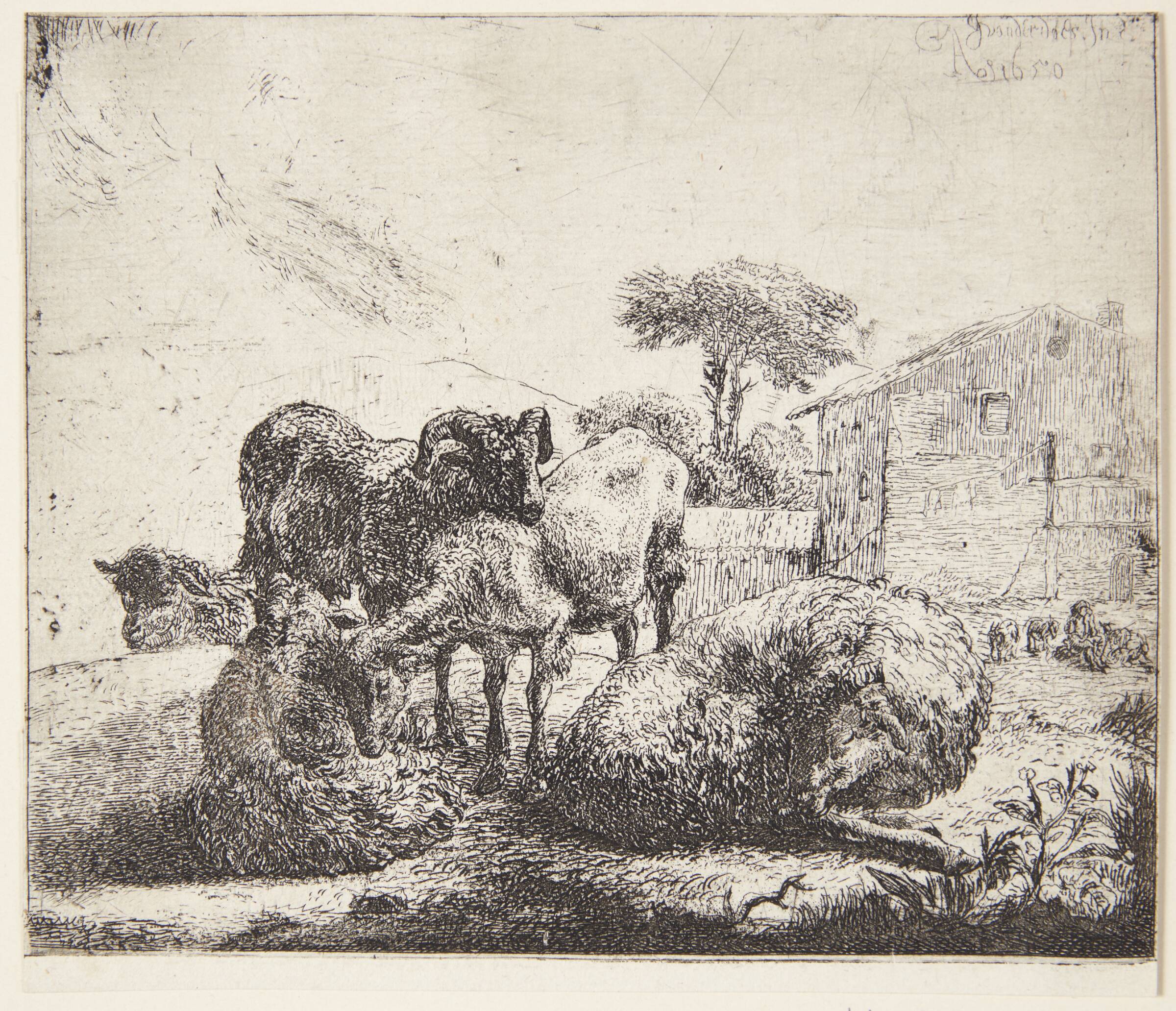 Fem får, Jacob van der Does, 1650