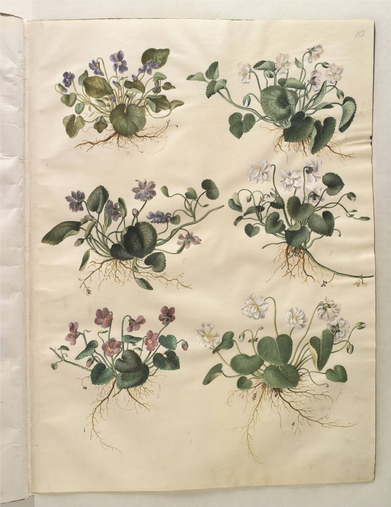 Viola odorata (marts-viol), Hans Simon Holtzbecker, 1649-1659