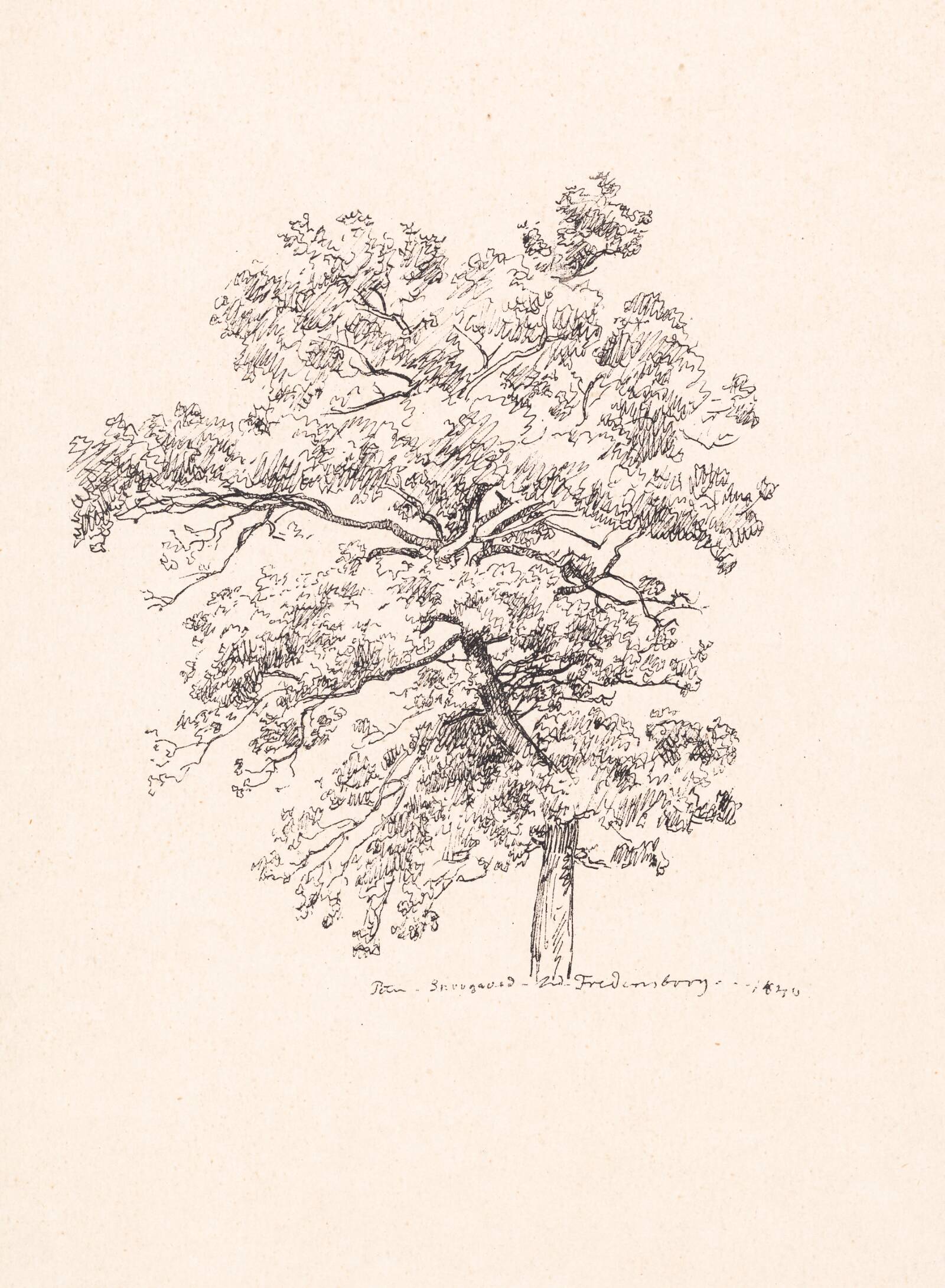Træ ved Fredensborg, P.C. Skovgaard, 1840