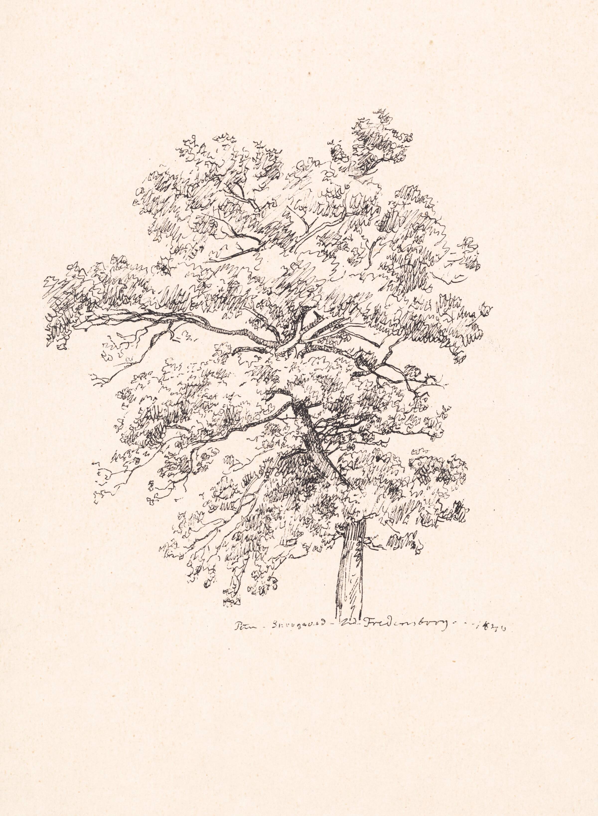 Træ ved Fredensborg, P.C. Skovgaard, 1840