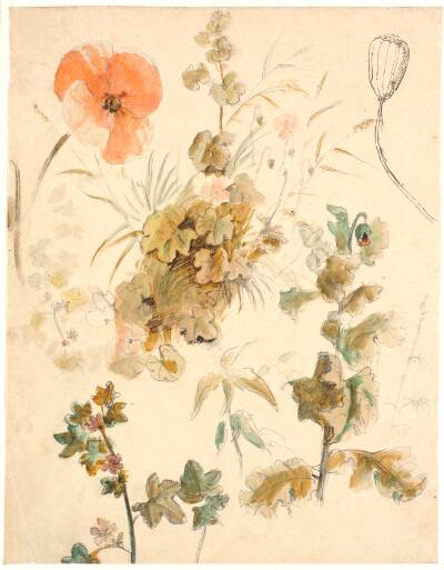 Studier af forskellige blomster, bl.a. valmuer